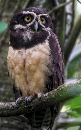 <p>What bird is this?</p>