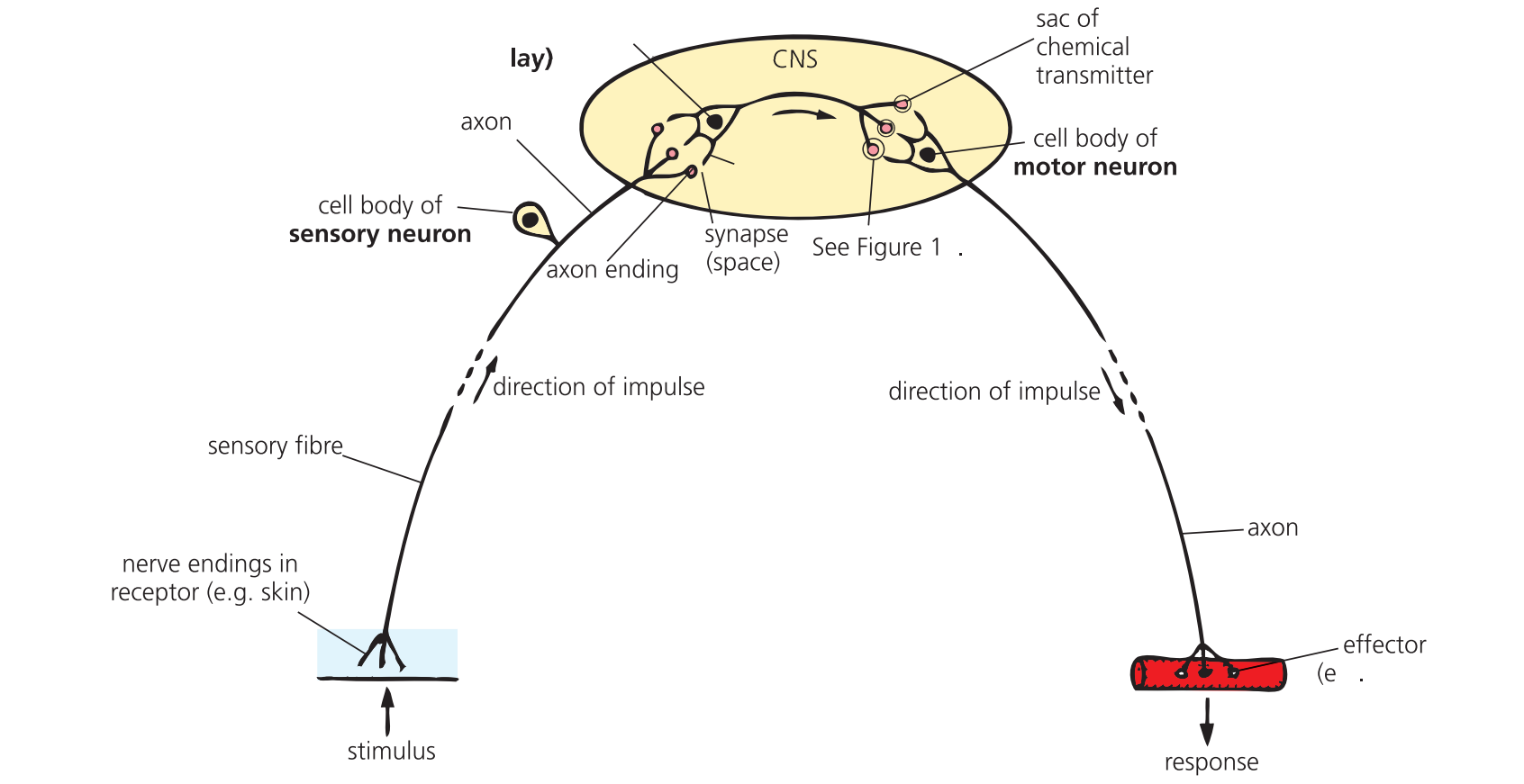 <p>A electrical impulse that is directed towards the cell body of a neuron by a sensory fibre and distance from it by a axon fibre.</p>