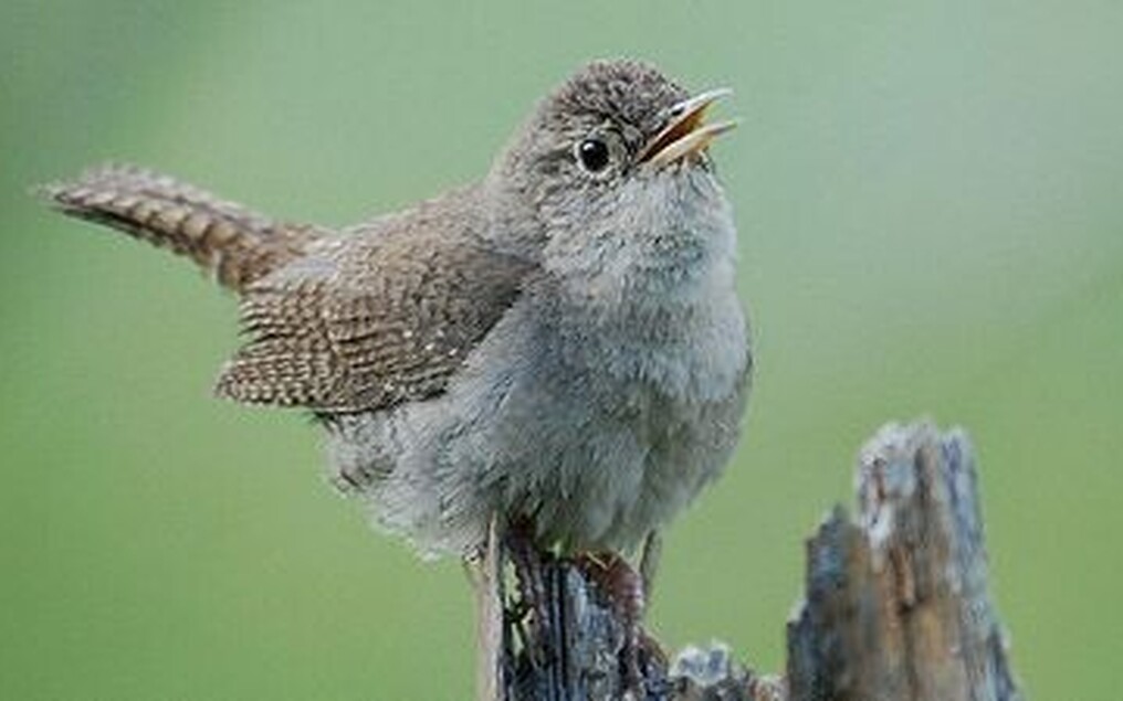 <p>Bird species.</p>