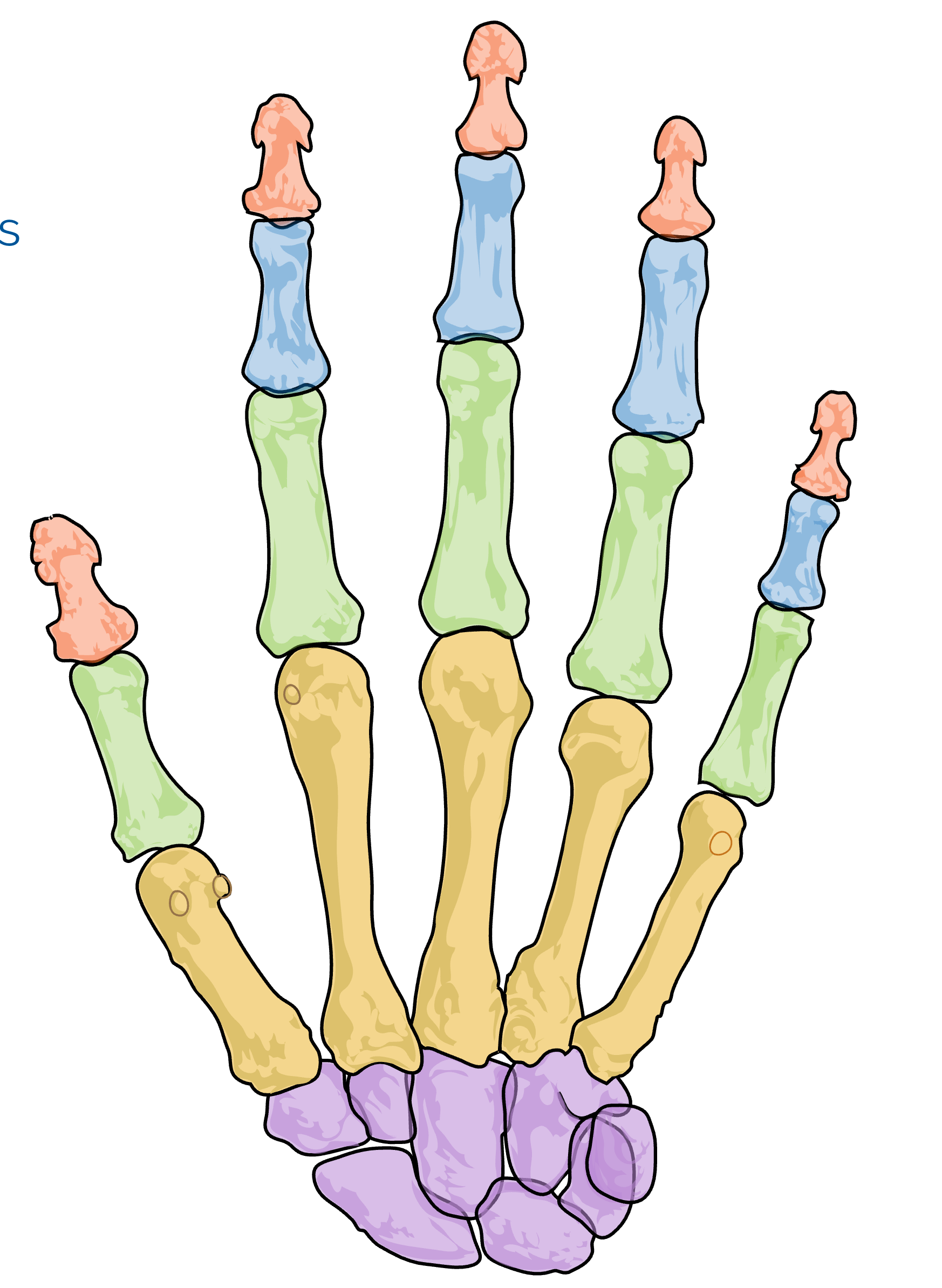 <p>what part of the phalanges are in green?</p>