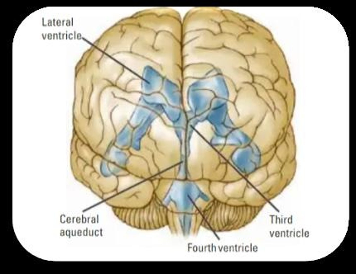<p>CT scans cannot differentiate between grey and white matter.</p>