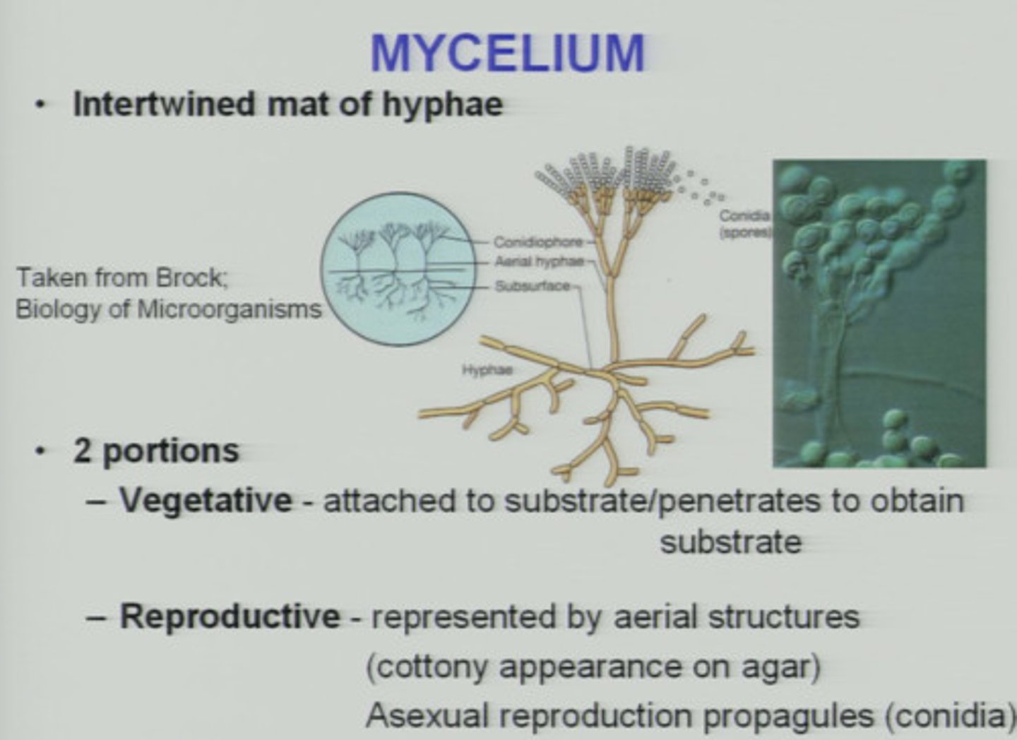 <p>Loose network of hyphae.</p><p>1. Vegetative - nutrient absorbing and water exchanging portion</p><p>2. Aerial - extends above the substrate</p>