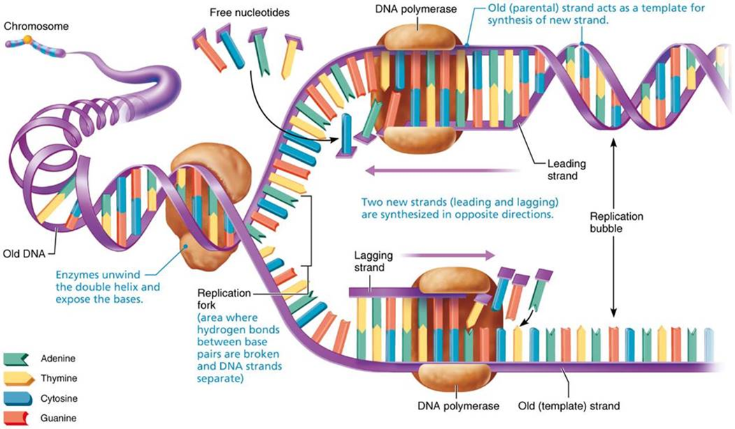 <p><span>Prior to division, the cell makes a copy of DNA</span></p><p><span>Double-stranded DNA helices unwind and unzip</span></p><p><span>Each strand acts as a template for a new complementary strand</span></p><p><span>RNA starts replication by laying down short strand that acts as a primer</span></p><p><span>A polymerase attaches to primer and begins adding nucleotides to form new strand</span></p><p><span>§DNA polymerase synthesizes both new strands at one time (one leading and one lagging strand)</span></p><p><span>DNA polymerase works only in one direction, so leading strand is synthesized continuously; however, because lagging strand is “backwards,” it is synthesized discontinuously into segments</span></p><p><span>Another enzyme, DNA ligase, then splices short segments of discontinuous lagging strand together</span></p><p><span>End result: two identical “daughter” DNA molecules are formed from the original</span></p><p><span>During mitotic cell division, one complete copy will be given to new cell while one is retained in original cell</span></p><p><span>Process is called semiconservative replication because each new double-stranded DNA is composed of one old strand and one new strand</span></p>