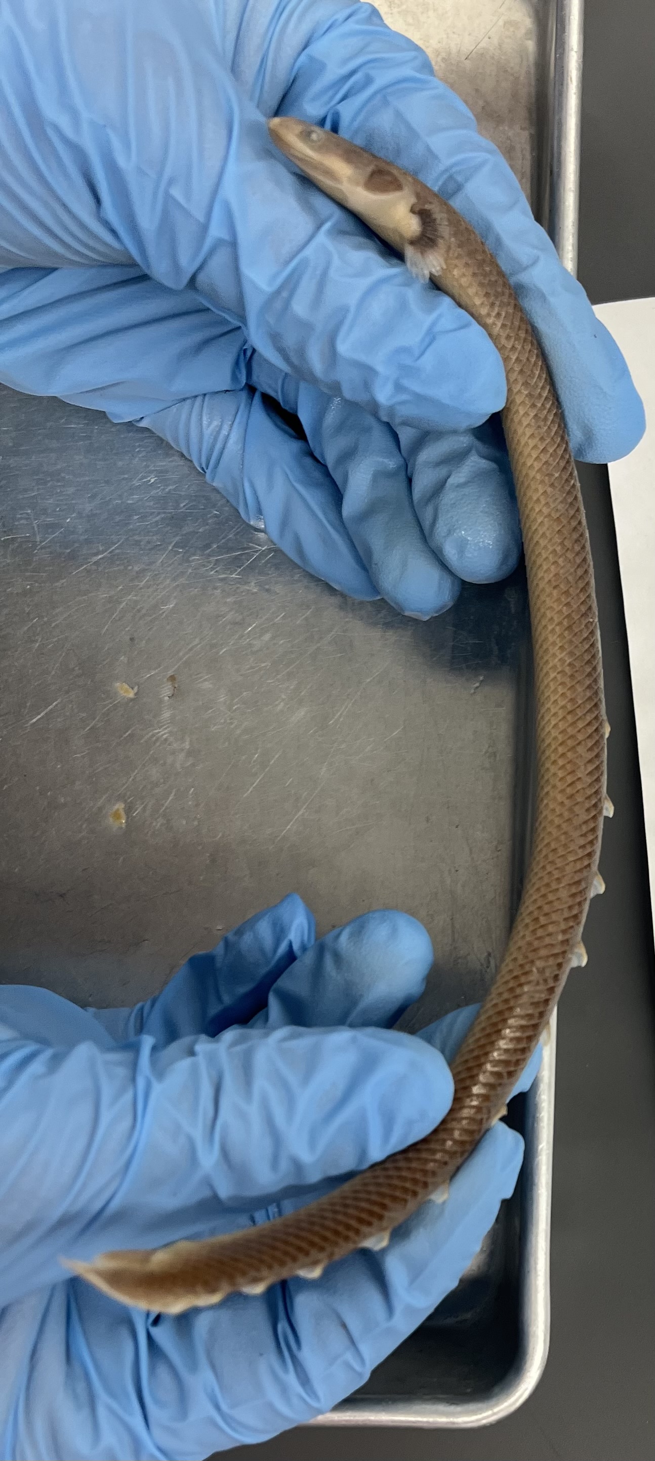<p>Big scales (textured feel) poking up off skin</p><p>Small spiky finlets </p><p>Flat head</p><p>Pectoral fin has a dark inside </p>