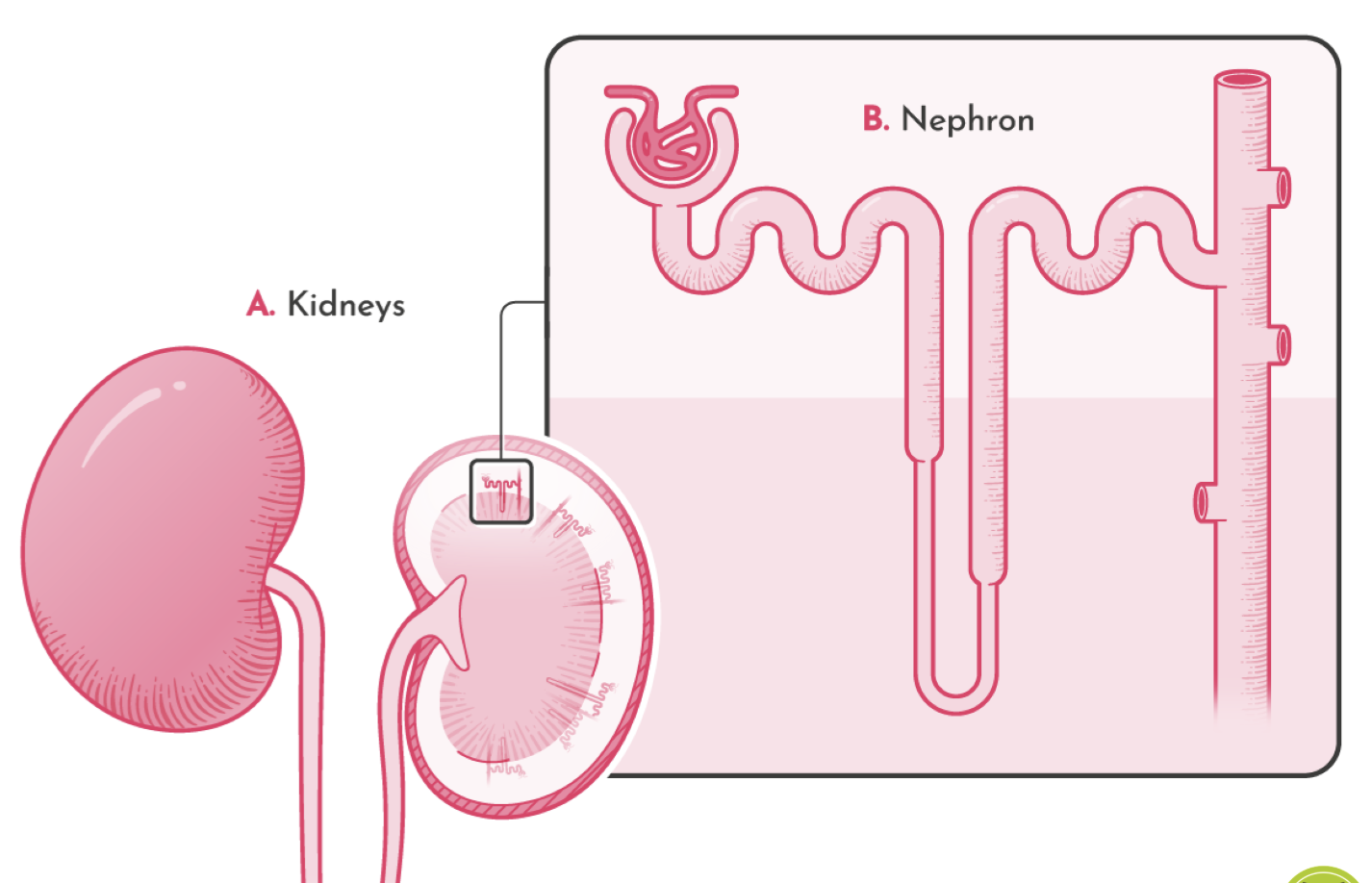 <p>what are the parts of the nephron?</p>