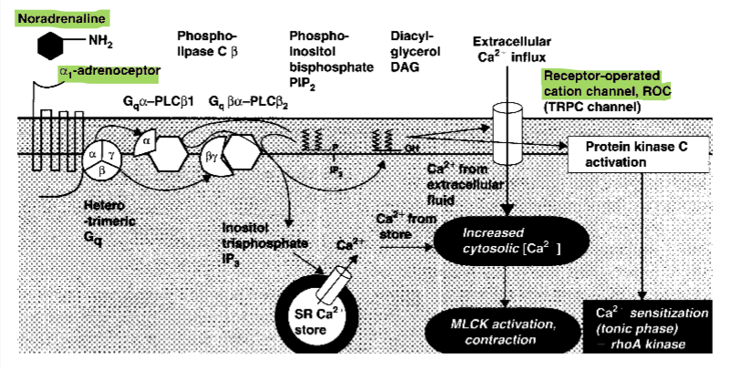 <ol><li><p>alfa1 adrenerge receptor actief door binden adrenaline/noradrenaline</p></li><li><p>activatie fosfolipase C → omzetting PIP2 in IP3 + DAG</p></li><li><p>IP3 activeert IP3-gevoelige Ca release kanalen op SR → Ca2+ release vanuit SR naar cytosol</p></li><li><p>DAG activeert… </p><ol><li><p>ROC (receptor operated cation channel) → influx Ca2+ → stijging intracellulaire Ca2+ conc</p></li><li><p>proteïne kinase C → verhoging Ca2+ gevoeligheid contractie</p></li></ol></li><li><p>Ca2+ conc hoog → activatie MLCK</p></li><li><p>MLCK fosforyleert myosinehoofdjes → contractie</p></li></ol><p>→ hoe meer depolarisatie, hoe minder contractie (want minder Ca2+ influx)</p>
