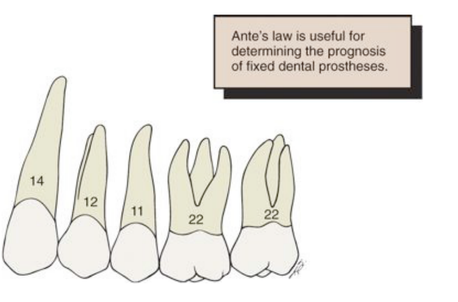 <p>root surface area of the abutments should be more than the root surface area of the teeth being replaced </p>