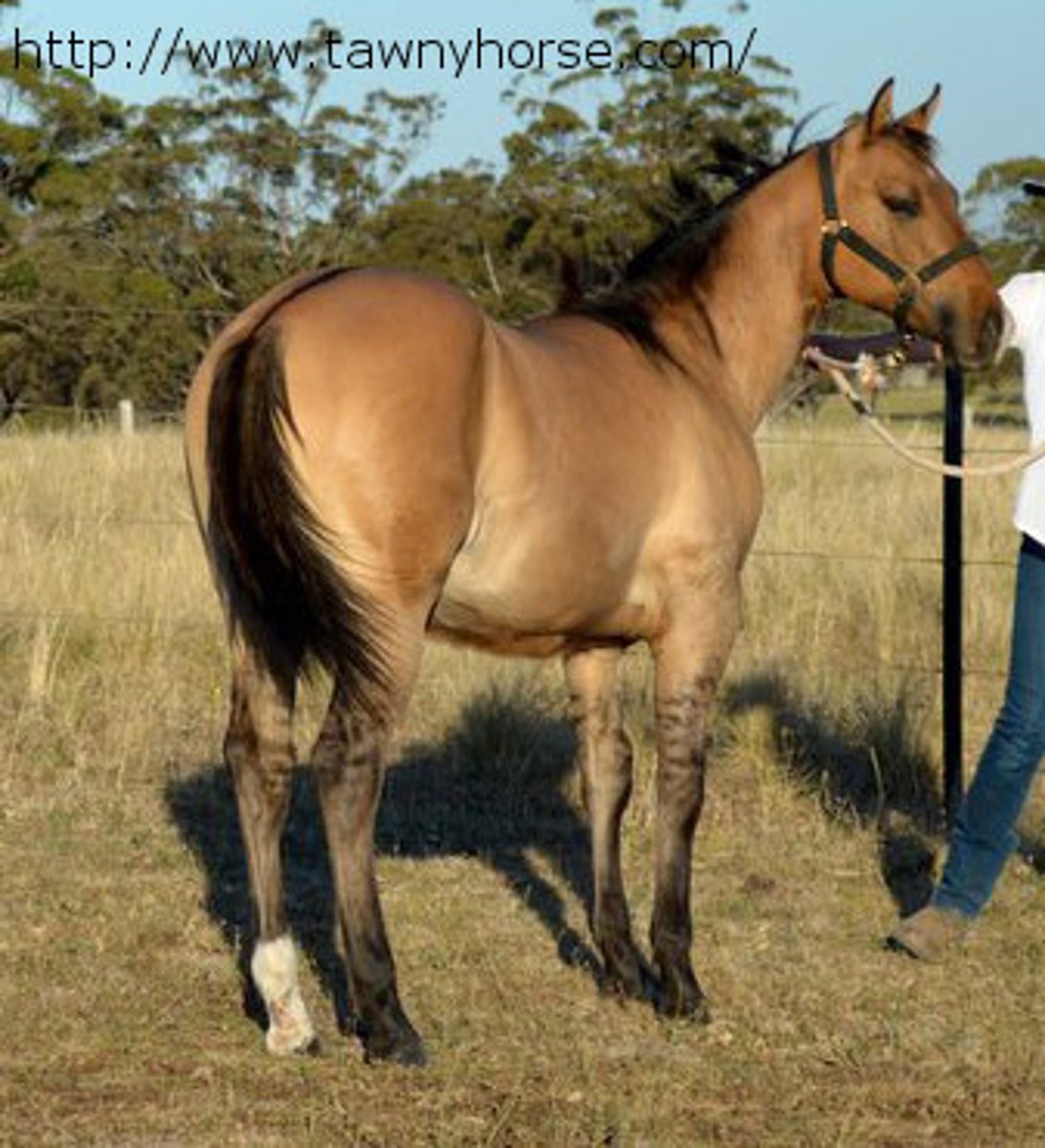 <p>type of dun aka bay dun or zebra dun, common type is tan or goldy body with black mane, tail and markings</p>