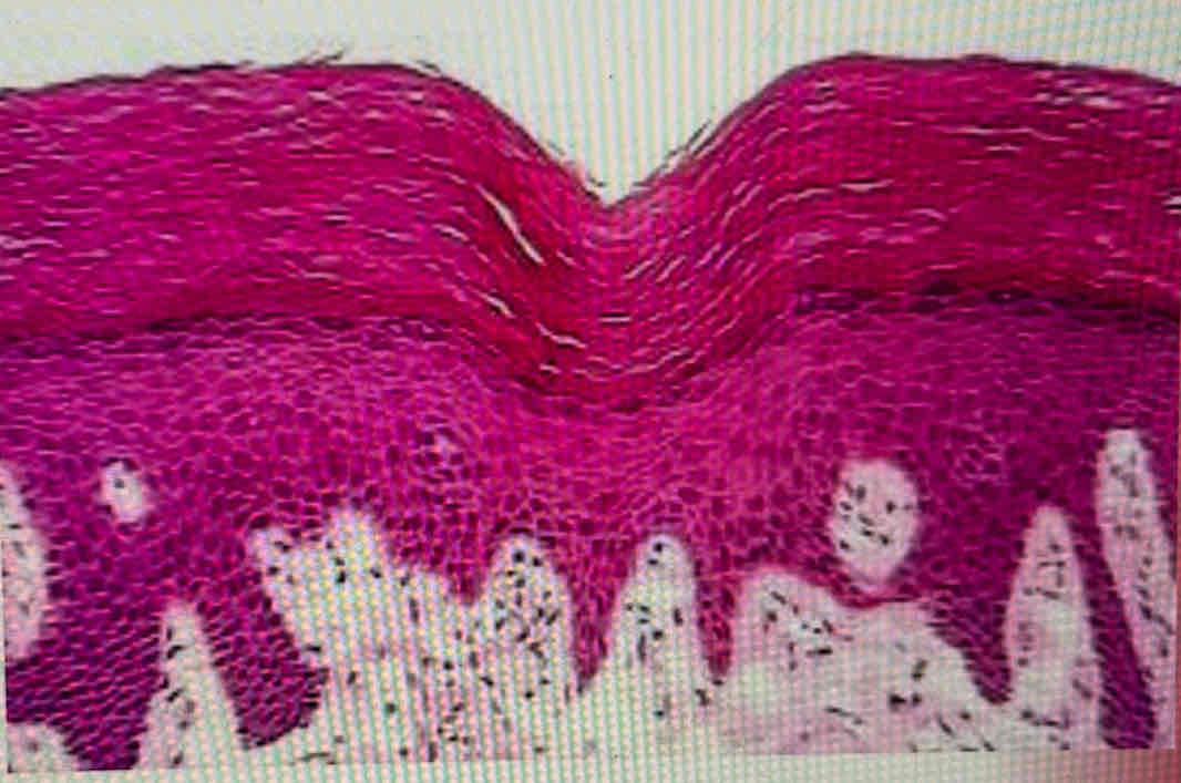 <p>What tissue is this?</p>