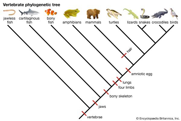 paraphyletic group