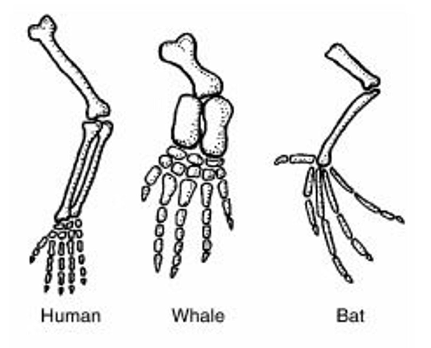 <p>any trait that helps an organism survive and reproduce under a given set of environmental conditions</p>