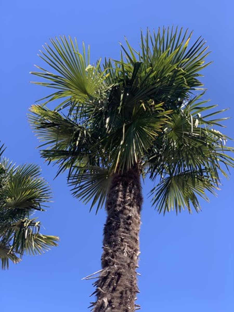 <p>Fan like fronds with medium petiole length, very narrow trunk at base and widens slightly at top, extremely HAIRY, dark green, petite in general</p>