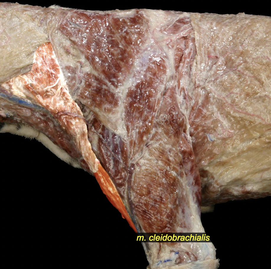 <p>O: Clavicular intersection<br>I: Cranial aspect of distal humerus</p><p>N: Ventral brr. of cervical spinal nn. accessory n.<br>A: Advance limb, extend shoulder, lateral flexion of neck (unilateral action) or fixation of neck (bilateral action)</p>