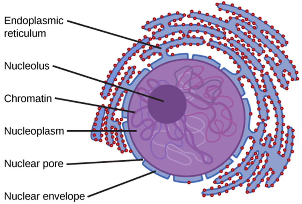 * Control center of the cell
* Permanent storage place of DNA
* Protein synthesis, cell division, growth and differentiation