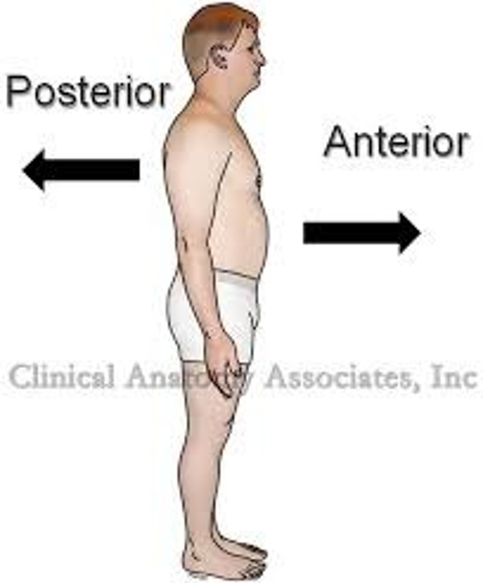 <p>Being more in back of another structure.</p>
