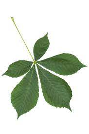 Is this leaf pinnate or palmate? Simple or complex?
