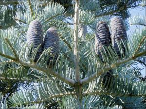Blade: 2-3in, light blue/silver colored, flat needles that curve upward
Cones: "squished", layered cone that sit on top of branches
Bark: pitch pockets, furrows with age, light grey color
Region: 1 species in California only, 2nd species in Utah/Nevada area