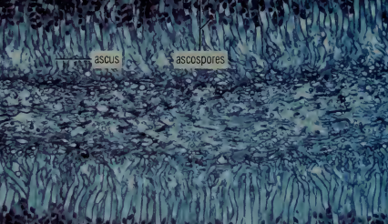 <p>organism / structure</p>