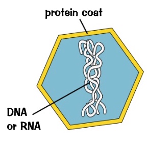 <ul><li><p>particles smaller than bacteria</p></li><li><p>only reproduce inside living cells</p></li><li><p>infects all type of other living organisms</p></li><li><p>no cellular structure</p></li><li><p>protein coat around genetic materials</p></li></ul><p>e.g’s:</p><ul><li><p>tobacco mosaic virus- makes the leaves of tobacco plants discoloured stop them form making chloroplasts</p></li><li><p>HIV</p></li><li><p>covid</p></li></ul>