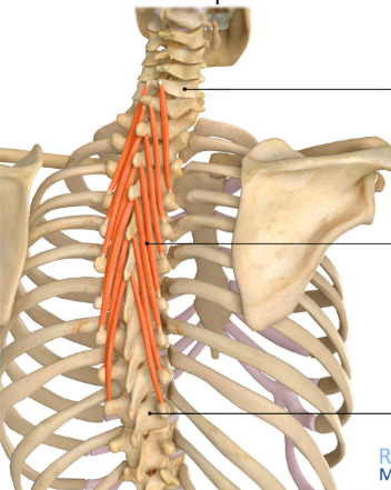 <p>Origin: Transverse processes of vertebrae T06-T12</p><p>Insertion: Spinous processes of vertebrae C06-T04</p><p>Innervation: Dorsal rami of the spinal nerves</p><p>Action: Extension of the spine</p>