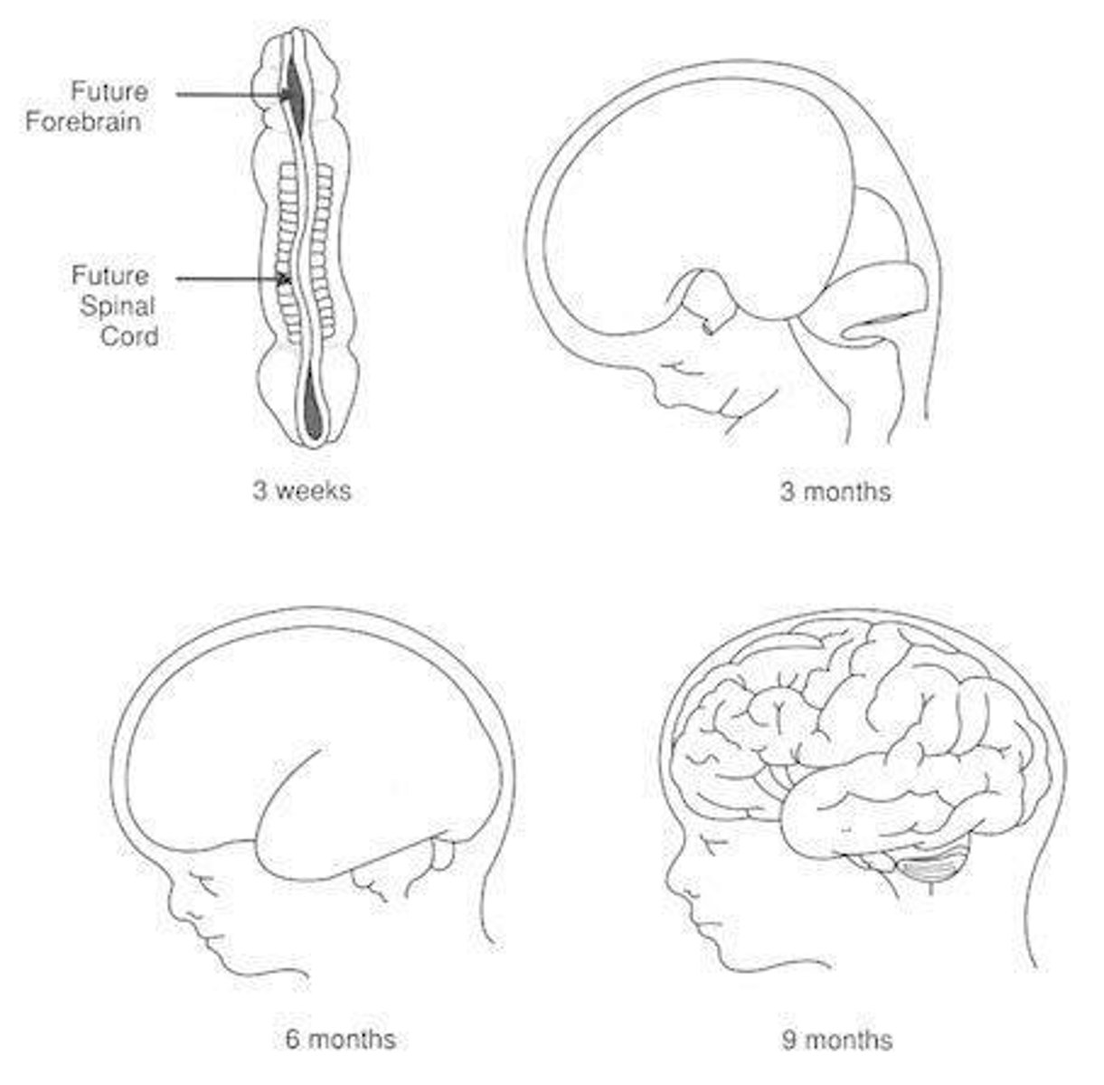 <p>3 weeks: neural tube forms; 3 months: brain multiplies; 6 months: cortex separates into lobes; 9 months: cortex wrinkles; 18 months: neuronal development finishes.</p>