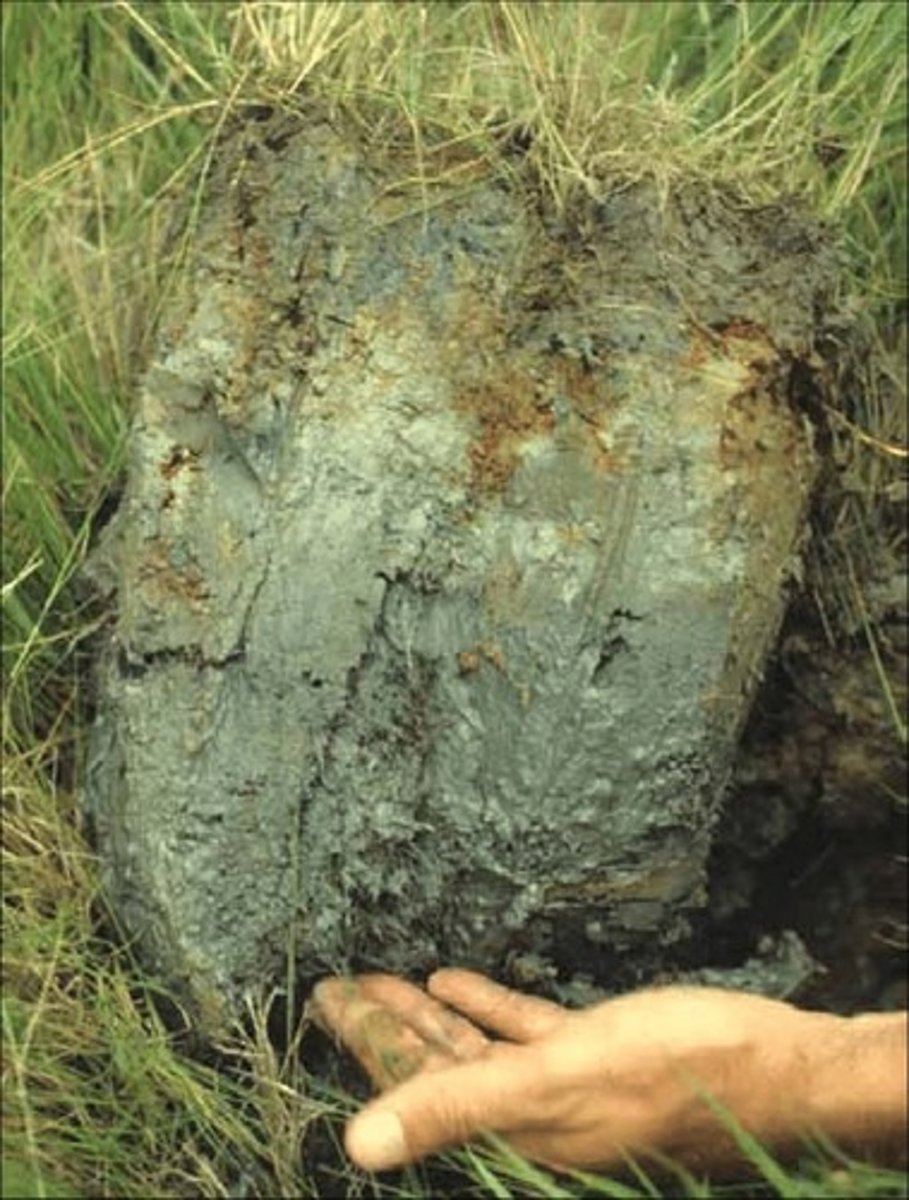 <p>- low chroma, gleying, reduced soils</p><p>- rhizospheric oxidation</p><p>- peaty, fibrous</p><p>- hydrogen sulfide smell (rotten eggs)</p>