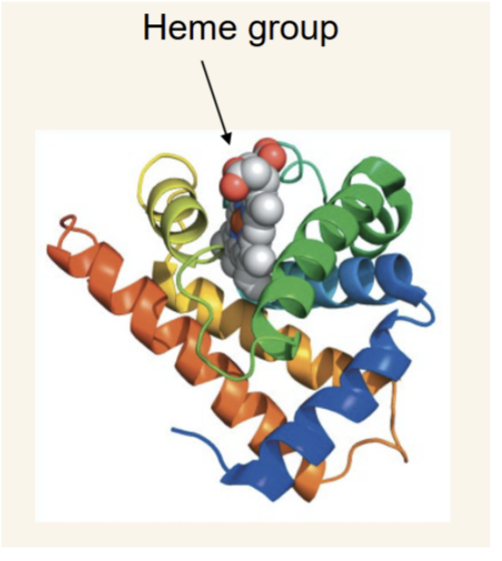 <p>monomeric heme protein that binds and releases O2 in tissues (misconception that it is only found in skeletal muscle, it is found in all tissues.) </p>