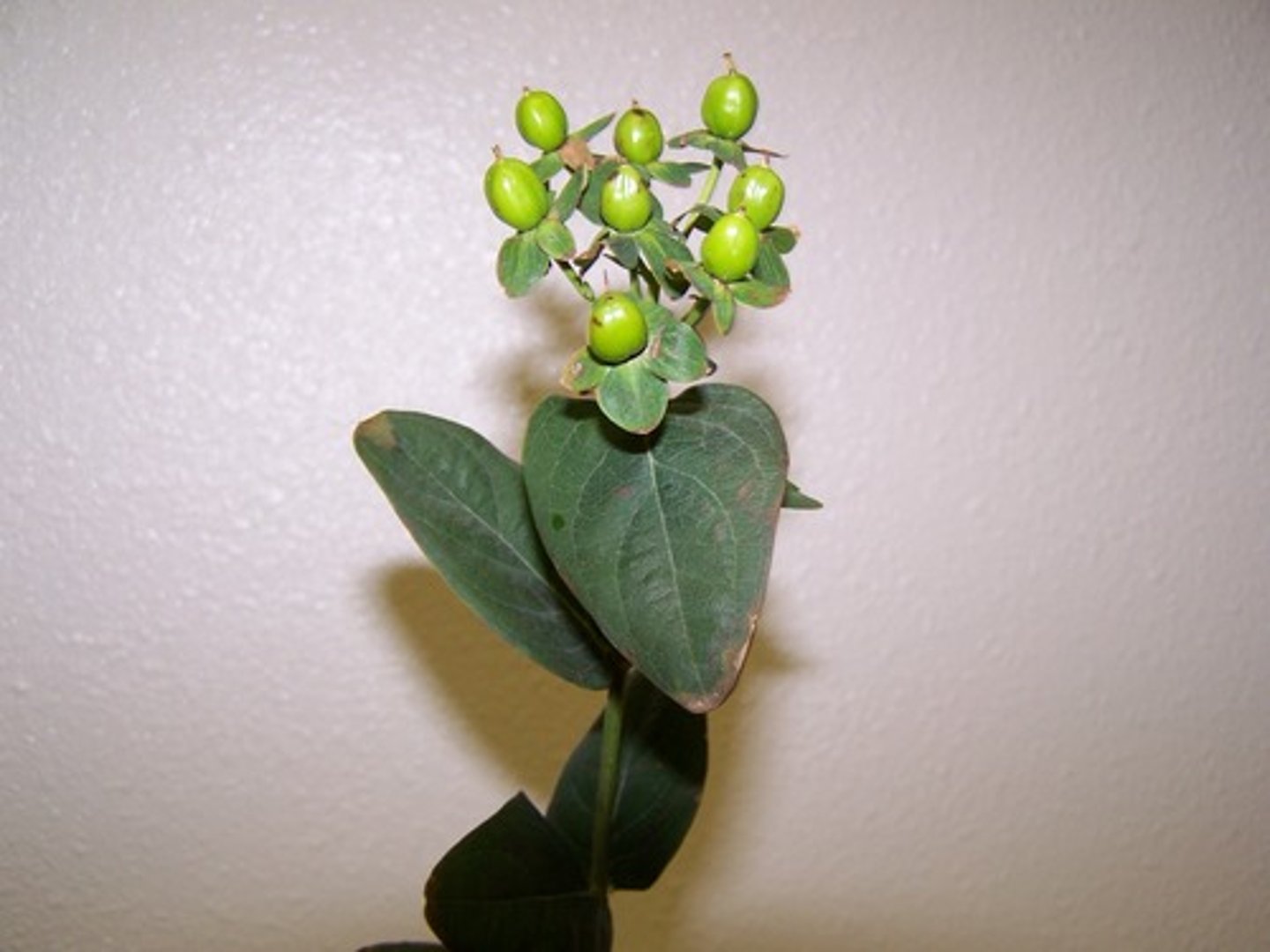 <p>Hypericum Berries; Filler</p>