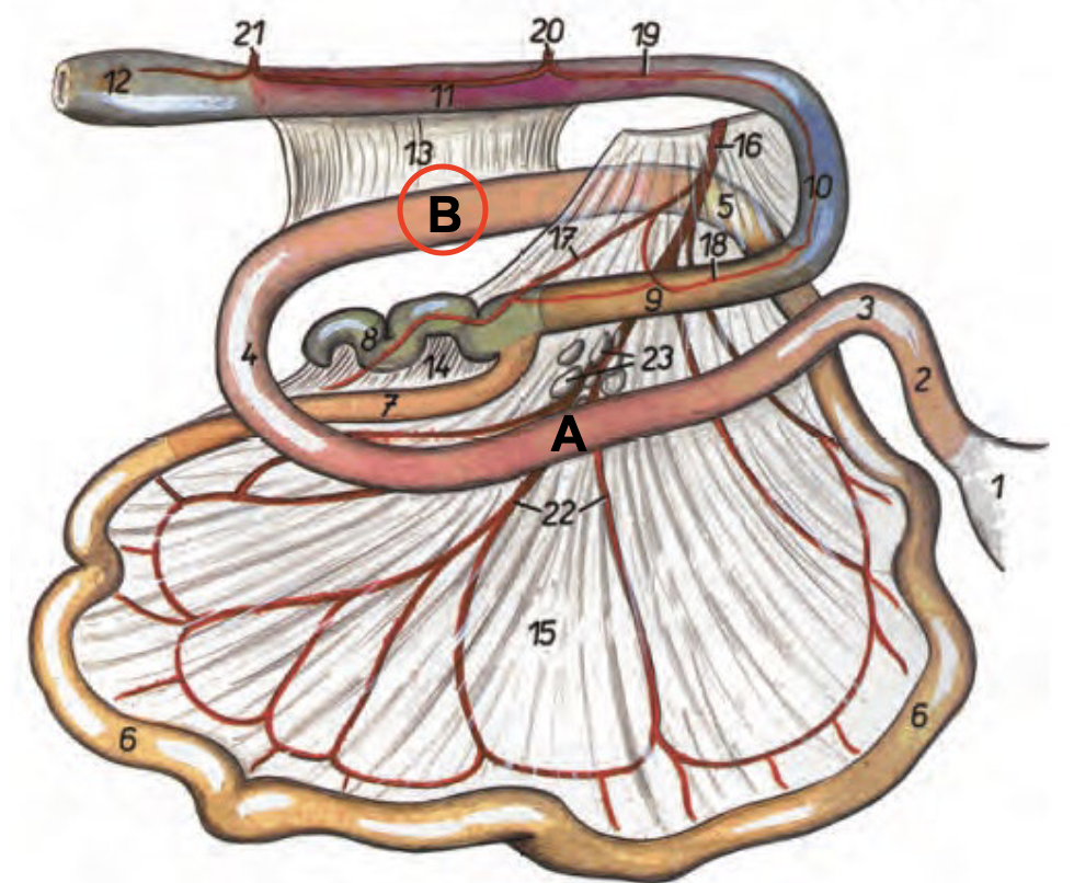 <p>Framåtgående del av duodenum</p>