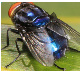 <ul><li><p>metallic green to blueish green with 3 distinct horizontal stripes on their thorax (stripes distinguish from blue bottle flies) </p></li></ul>