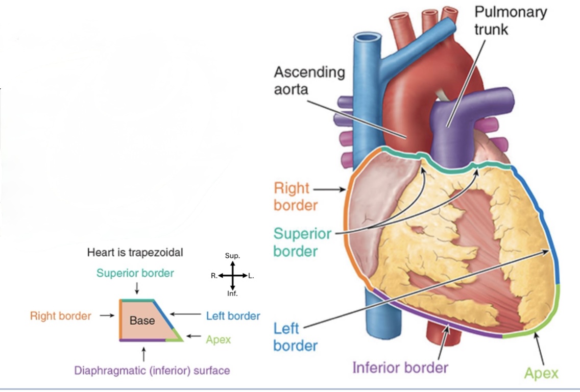 <p>Mostly right atrium</p>