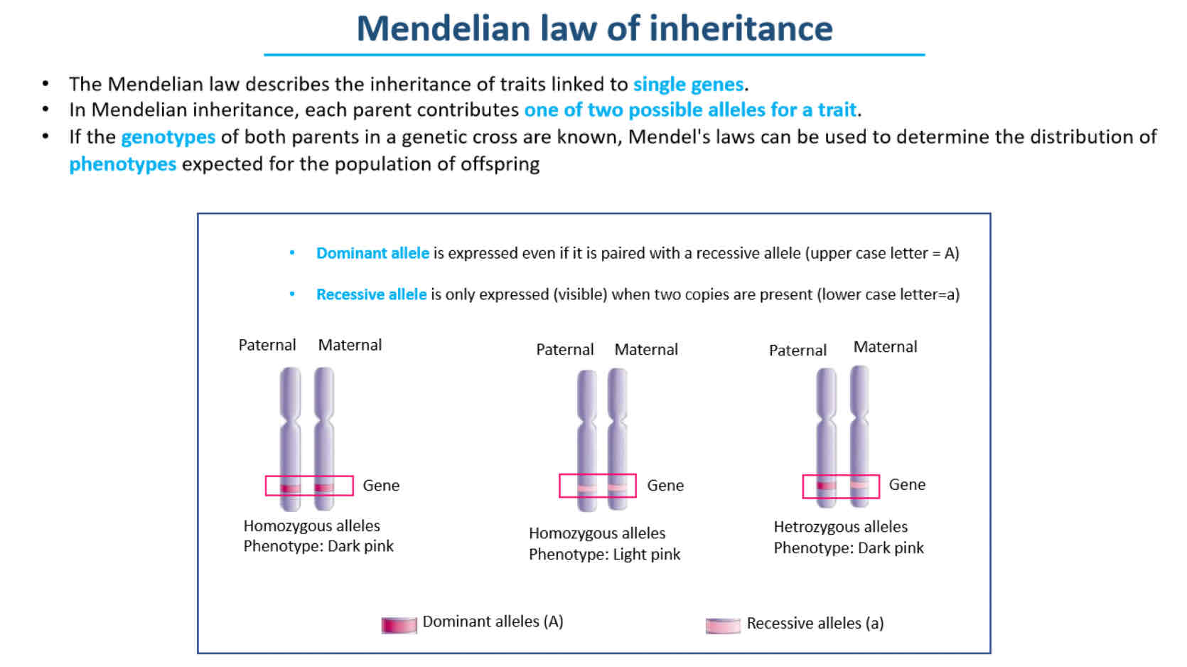<p>Mendelian Inheritance</p>