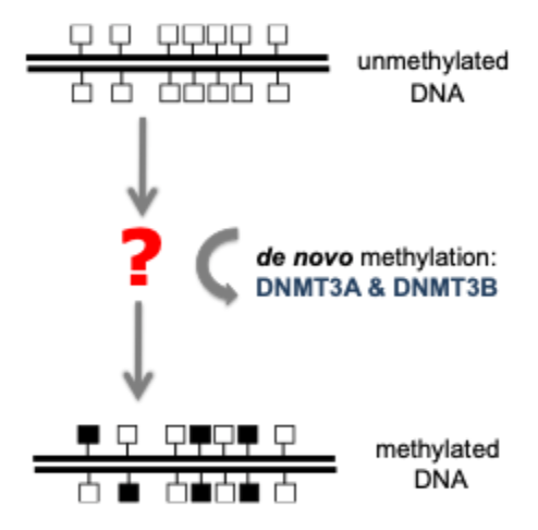 <ul><li><p>repetitive DNA</p></li><li><p>histone modifications</p></li><li><p>certain RNAs</p></li><li><p>metabolites4</p></li></ul><p></p>