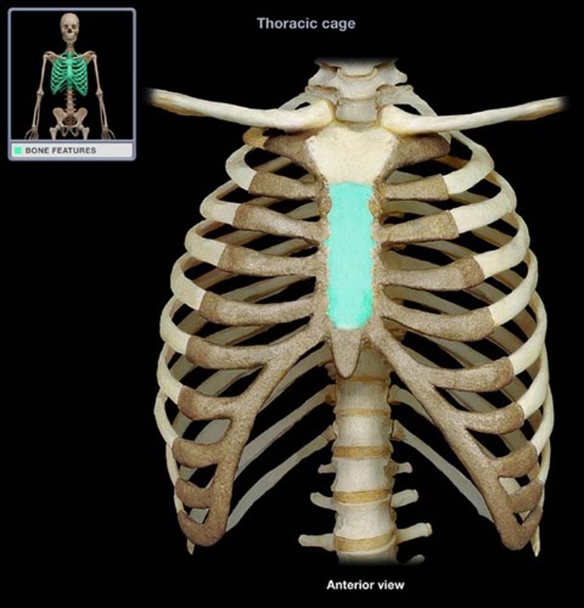 <p>Breast bone; a flat bone located in the midline of the anterior thorax</p>
