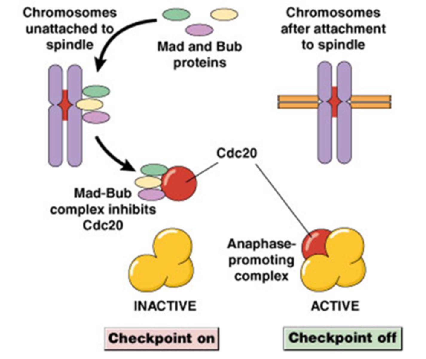 <p>dit is bij de metafase-anafase transitie</p><p>De Mad en Bub eiwitten (namen kennen)</p><p>Cdc 20 is een subeenheid van APC complex (dit complex moet ook geactiveerd worden)</p><p>Mad-Bub complex inhibeert Cdc20 </p><p>-Als Cdc 20 geassocieerd is met Bub eiwitten dan is het APC complex inactief (het zal niet ubiquitineren)</p><p>Als alle kinetochoren gebonden zijn aan MTs, kan Cdc20 het APC activeren</p><p>-Als Cdc 20 niet gebonden met Bub is gaat het APC complex actief zijn</p><p>Hoe gebeurt die regulatie?</p><p>-Een kinetochoor dat geen MT gebonden heeft heeft een fibreuze corona, deze worden herkent door Mad-Bub</p><p>->Als er nog 1 kinetochoor is dan zal er geen APC geactiveerd worden!</p>