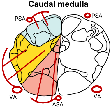 <p>The <strong>anterior (and medial) and posterior medulla</strong> respectively (and continue to descend to supply the spinal cord)</p>