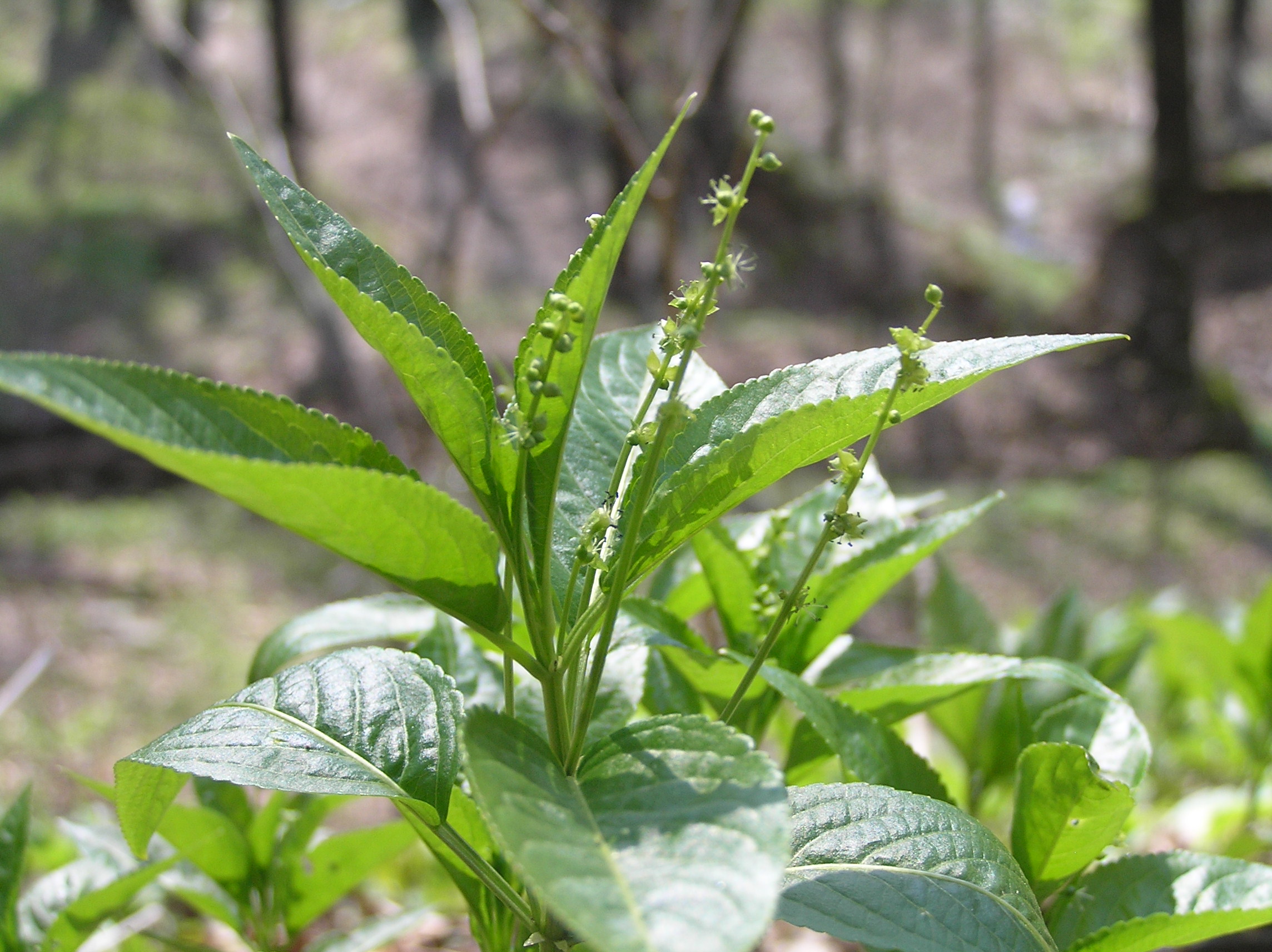<p>bažanka vytrvalá, mercurialis perennis</p>