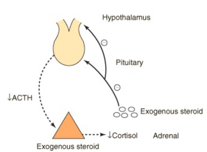 <ul><li><p>Less natural cortisol production, stimulates the negative feedback effect</p></li></ul><p></p><ul><li><p><span><span>Long-term high-dose exogenous steroid leads to shutdown of HPA axis and adrenal atrophy (uncommon with low or medium doses)</span></span></p></li></ul><p></p>
