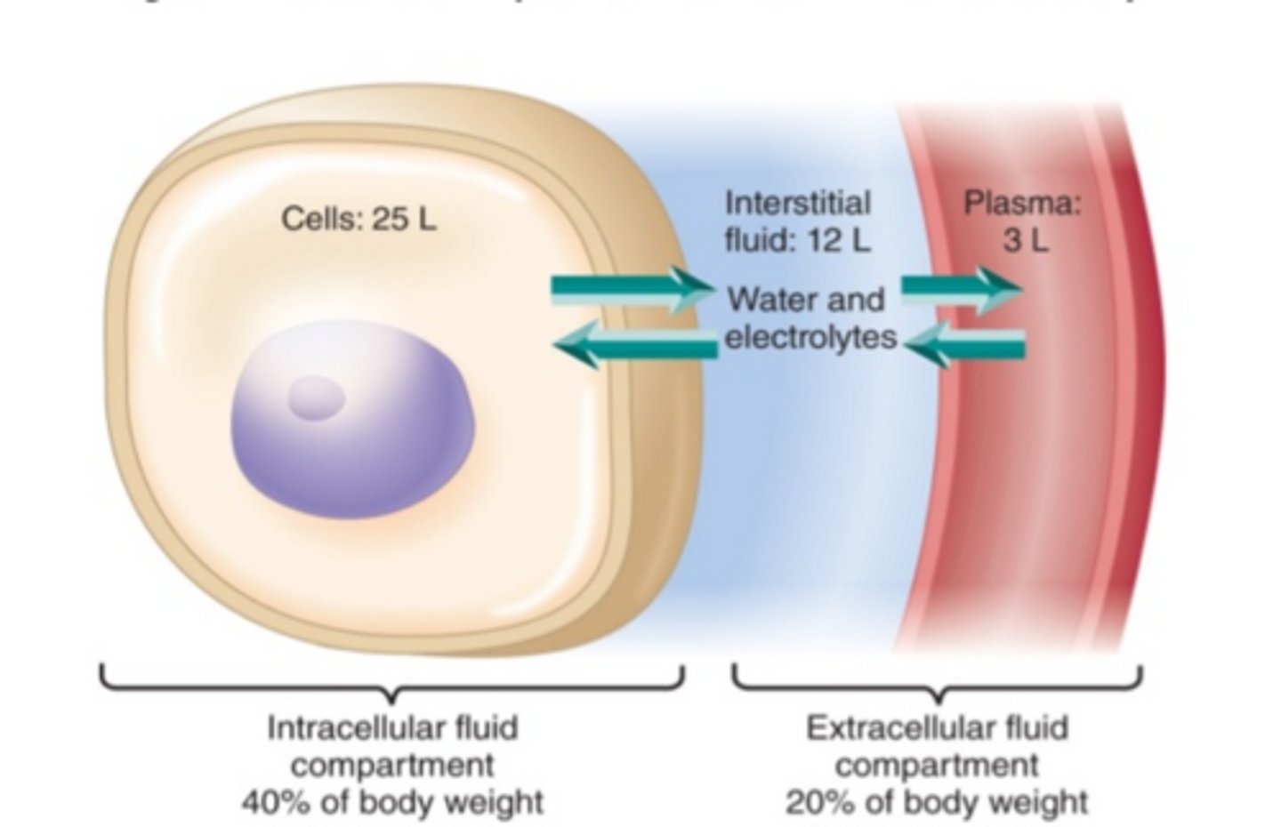<p>The space within a cell or cells.</p>