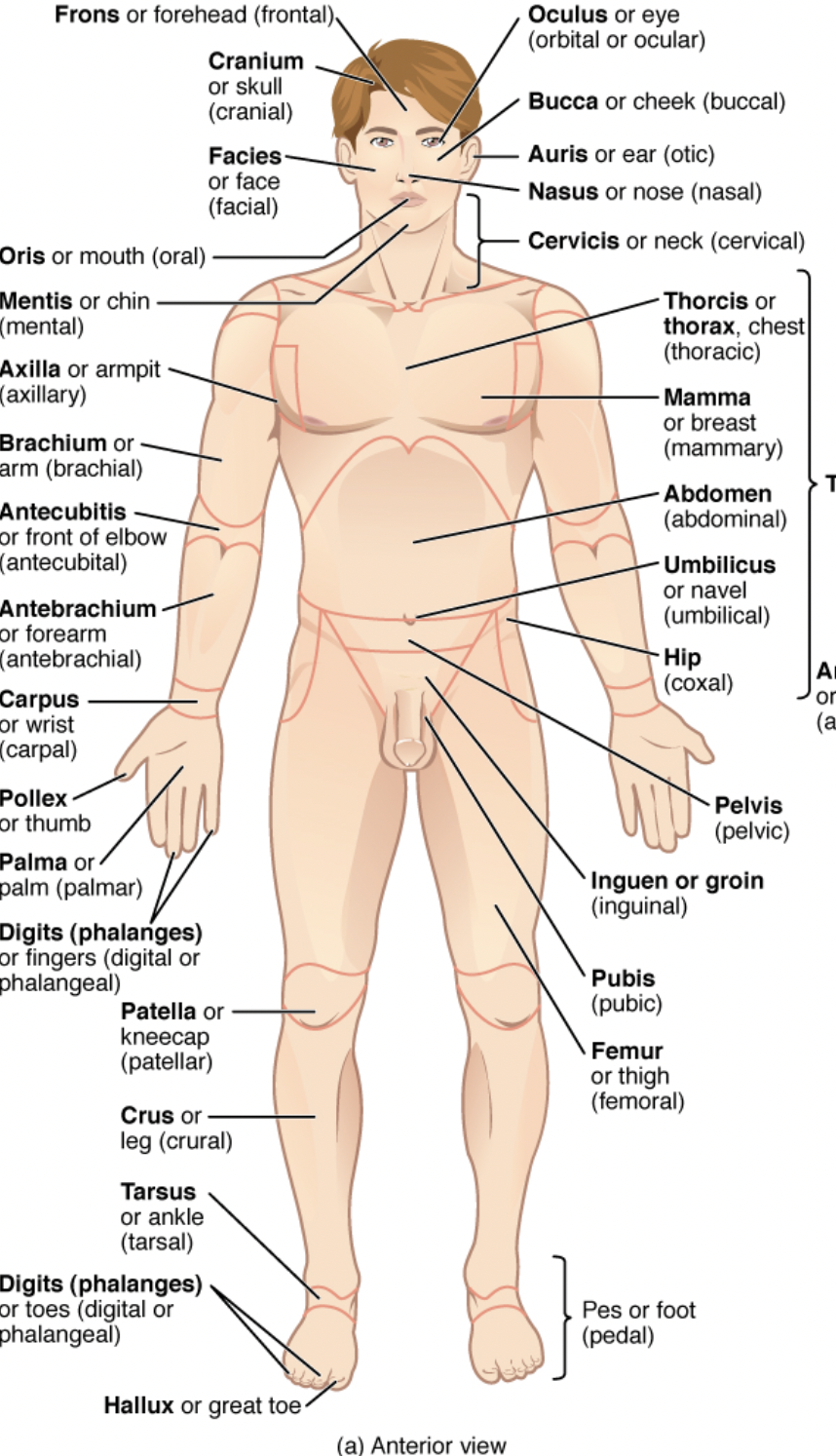 <p>front of the body</p>
