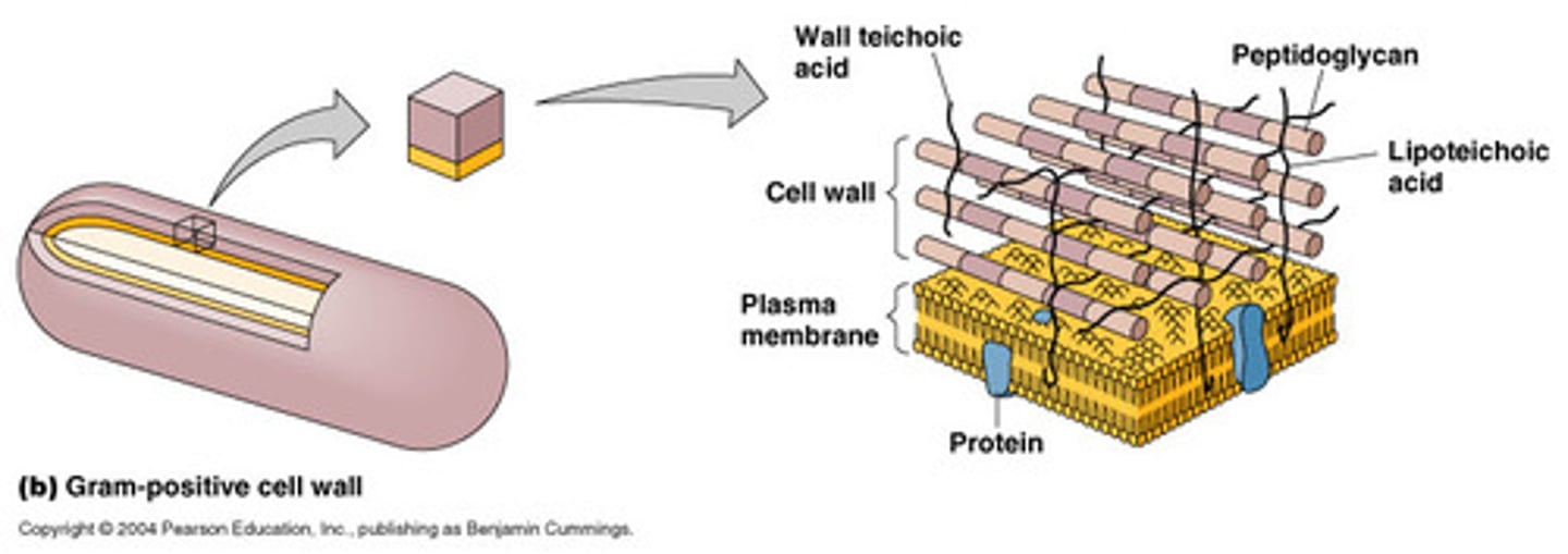 <p>Cell walls with thick sheets of peptidoglycan (20-80 nm thick)</p><p>Contain teichoic and lipoteichoic acids which function in cell maintenance and enlargement</p>