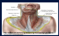 <p>-all other muscles are found deep to the deep fascia except the platysma muscle </p>