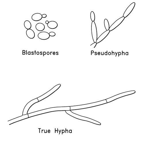 <p>pseudohyphae</p>