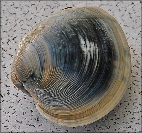 <p>Quahog (hard clam)</p>