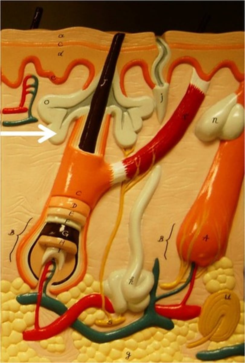 <p>an exocrine gland in the dermis associated with a hair follicle that secretes oil</p>