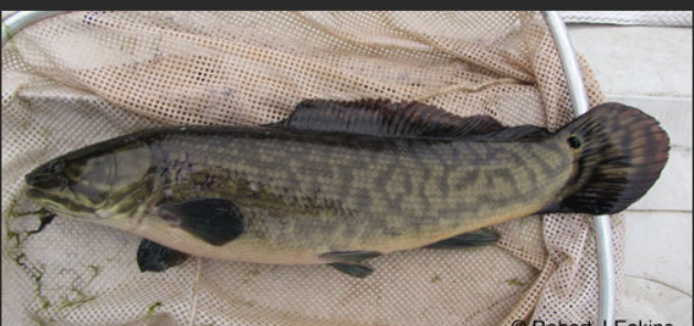 <p>What fish is this and how do you know</p>