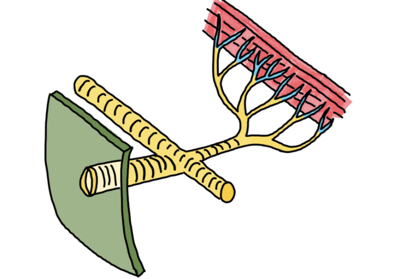 <p>label this of insect gas exchange structure</p>