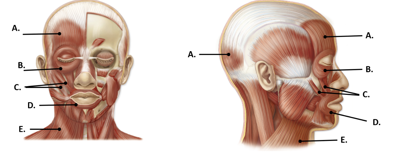 <p>C; extends diagonally from cheek to mouth</p>