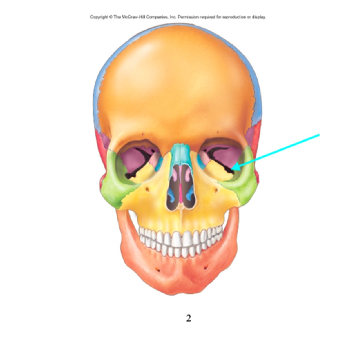 <p>What feature is the blue arrow pointing at?</p>
