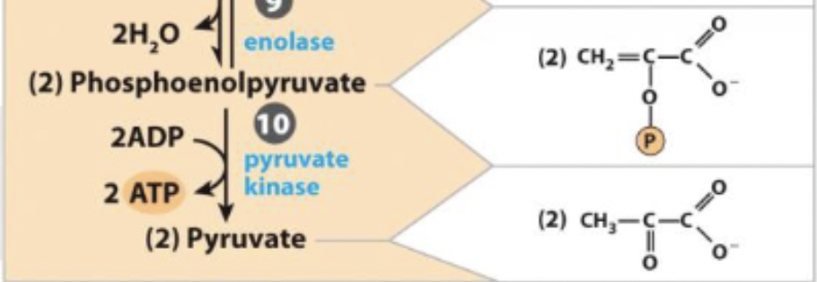 <p>phosphoenolpyruvate ←→ Pyruvate </p>